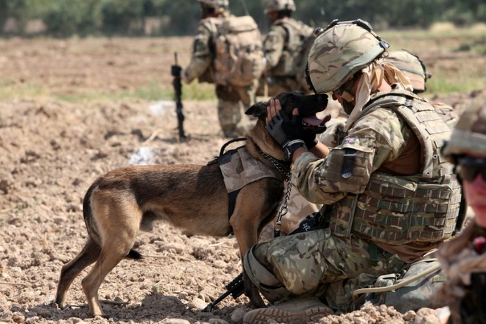 Chó nghiệp vụ - "vũ khí sống" của lính Mỹ